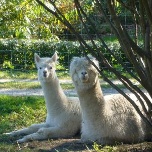 Alpakawanderung, Inn Salzach, Alpaka liegend im Gras