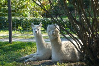 Alpakawanderung, Inn Salzach, Alpaka liegend im Gras