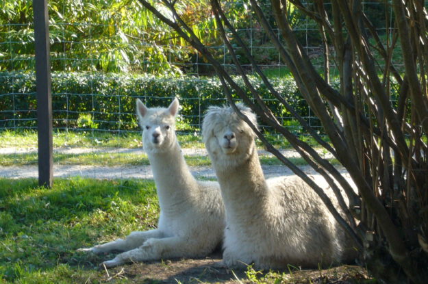 Alpakawanderung, Inn Salzach, Alpaka liegend im Gras