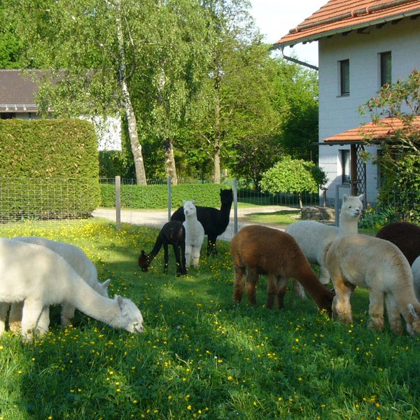 Alpakawanderung, Inn Salzach, Bayernland Alpakas