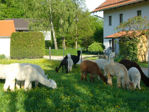 Alpakawanderung, Inn Salzach, Bayernland Alpakas