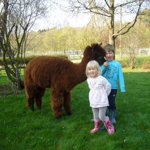 Alpakawanderung, Inn Salzach, Bayernland Alpakas