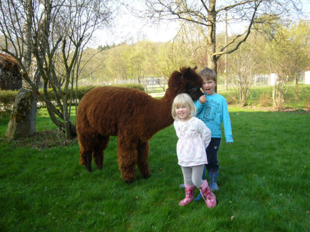 Alpakawanderung, Inn Salzach, Bayernland Alpakas
