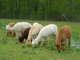 Alpakas im Freigehege beim Gras Fressen, Inn Salzach, Bayernland Alpakas
