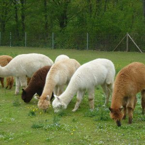 Alpakas im Freigehege beim Gras Fressen, Inn Salzach, Bayernland Alpakas