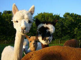 Alpakawanderung, Inn Salzach, Bayernland Alpakas
