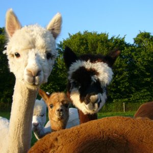 Alpakawanderung, Inn Salzach, Bayernland Alpakas
