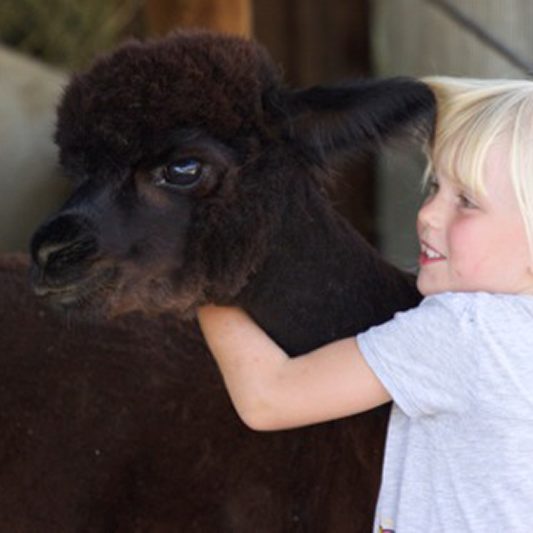 Alpakawanderung, Inn Salzach