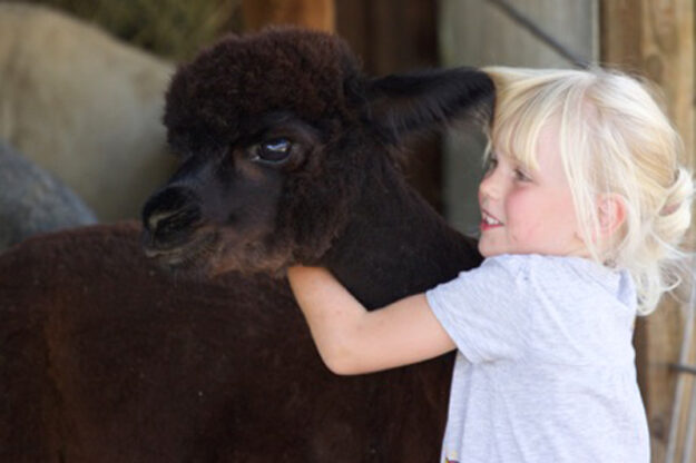 Alpakawanderung, Inn Salzach