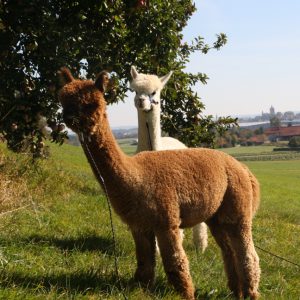 Alpakawanderung Inn Salzach, Familie Hemetmayr bei Bayernland Alpakas