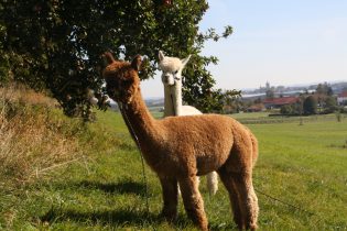 Alpakawanderung Inn Salzach, Familie Hemetmayr bei Bayernland Alpakas