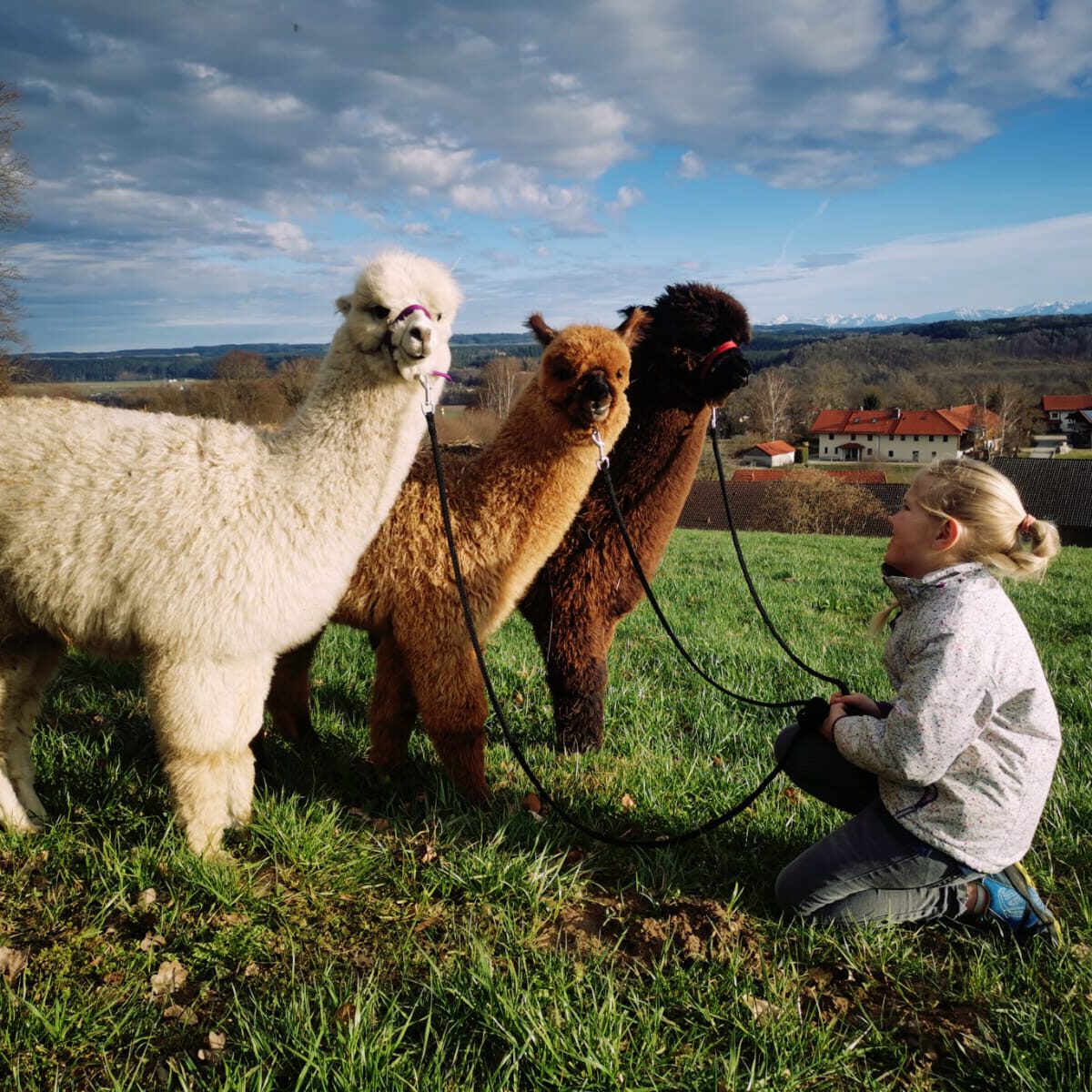 Alpakawanderung Inn Salzach, Familie Hemetmayr bei Bayernland Alpakas