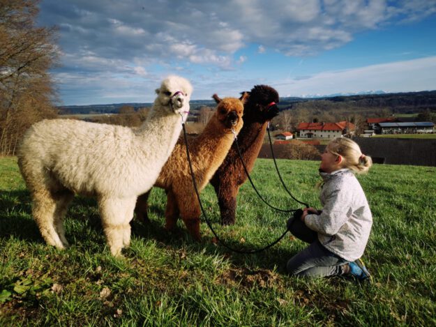 Alpakawanderung Inn Salzach, Familie Hemetmayr bei Bayernland Alpakas
