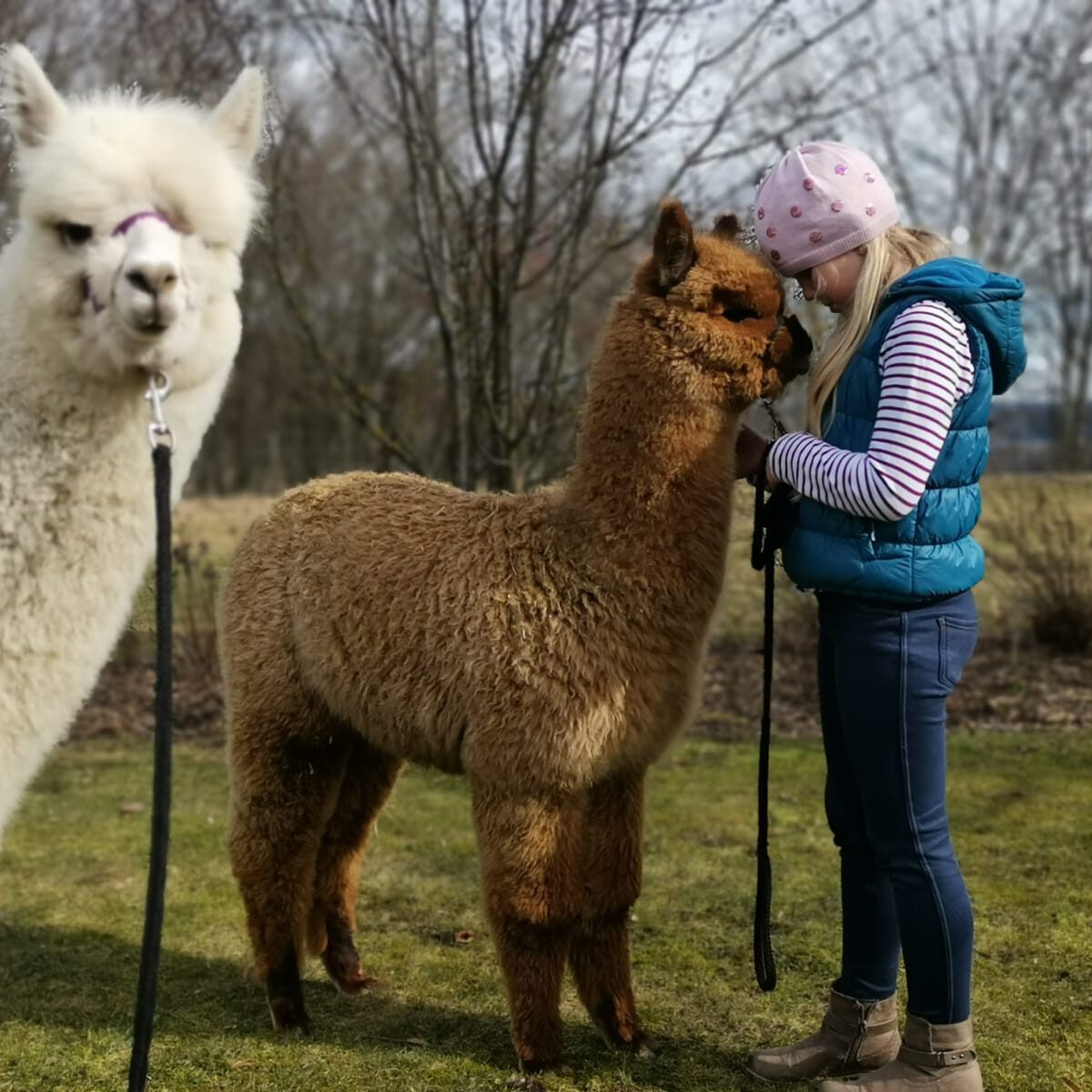 Alpakawanderung Inn Salzach, Familie Hemetmayr bei Bayernland Alpakas