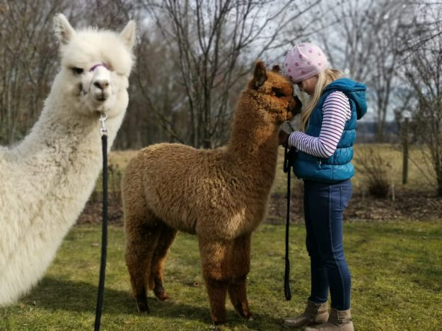 Alpakawanderung Inn Salzach, Familie Hemetmayr bei Bayernland Alpakas